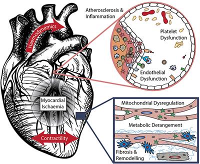 Frontiers | The Translation And Commercialisation Of Biomarkers For ...